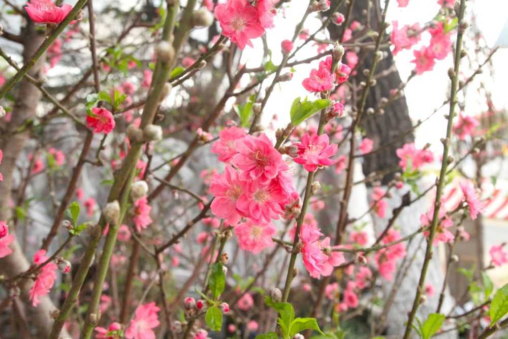 6 loại hoa mùa xuân không chỉ được ăn mà còn rất tốt cho sức khỏe