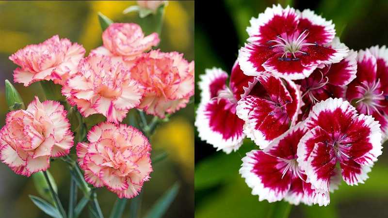 6 loại hoa mùa xuân không chỉ được ăn mà còn rất tốt cho sức khỏe